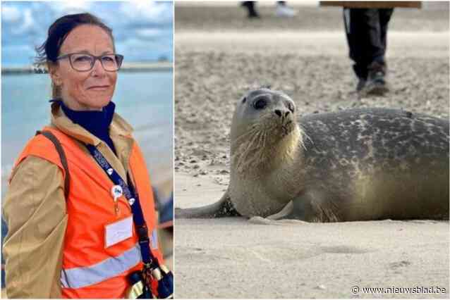 Nooit werden meer zeehondjes gezien langs onze kust, ook opvangcentrum zit vol: “Nu al 230 meldingen, we hollen de hele kust af”