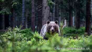 Do bears, wolves and lynx live in your favourite holiday hotspot? In-depth maps reveal how widely the fearsome predators are spread across Europe, after terrifying brown bear attack in Slovakia injured two
