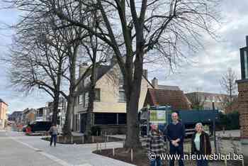 “Veel meer dan de vele dennenbomen”: fotoactie moet kennis en waardering voor ‘houtig erfgoed’ vergroten