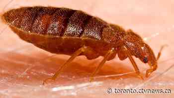 These are the worst places for bed bugs in Canada
