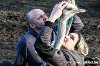 Vorig jaar overleed bekendste struisvogel ter wereld, nu heeft Wendy (41) acht nieuwe exemplaren om mee te knuffelen: “Ik mis Flodder nog steeds”