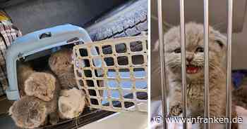 Kätzchen aus illegalem Transport: Tierheim Kulmbach genervt von vielen Anfragen