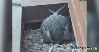 Hamilton’s falconwatch says downtown peregrines seen with egg