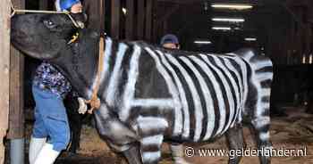 Japanse zebra-koe in opmars: ‘Trekt geen insecten aan’