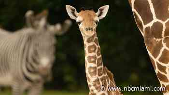 Zoo Miami announces death of baby giraffe