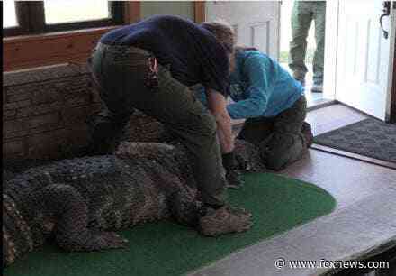 Albert the Alligator's 'dad' chomps at the bit to retrieve his pet gator seized by state: 'Free Albert'