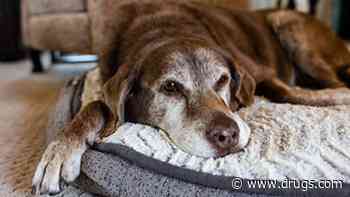 FDA Approves First Drug to Treat Yeast Ear Infections in Dogs, DuOtic