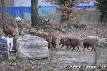 180 everzwijnen geschoten sinds 2019: Genk verpacht opnieuw jachtrechten