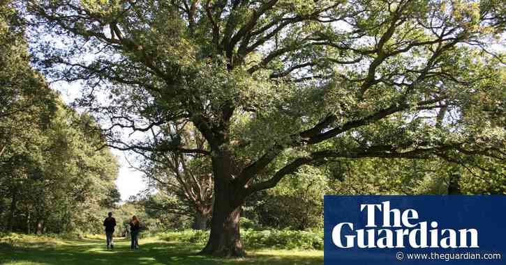 Why tree planting is a growing challenge | Brief letters