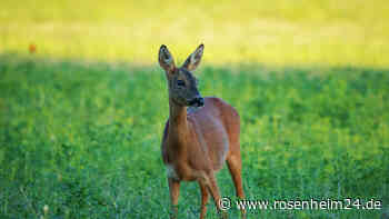 Vermehrte Rehrisse im Bereich Übersee durch Hunde