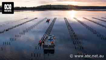 In this sheltered Tasmanian waterway, where oysters are usually thriving, something is very wrong