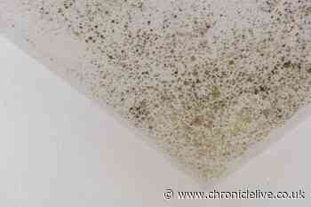 Unusual tricks that can help to rid your home of mould including one using cat litter