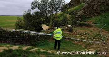 Northumbria Police inspector 'hoping' for answers on Sycamore Gap felling 'soon'