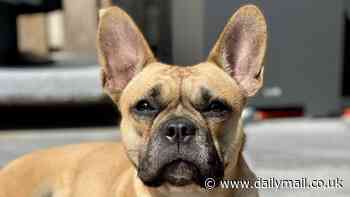 Meet Lily, the Frenchie of the future: Breeders trying to save the French bulldog by weeding out its major health defects have raised first 'innately healthy' dog - with an elongated snout, body and tail!