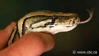 Salmonella infections across Canada linked to snakes and their rodent feed