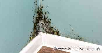 Hull housing disrepair claims rocket 'as law firms run daytime TV ads'