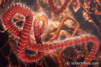 Unlocking Ebola’s Secrets: The Ubiquitin Key to Halting the Deadly Virus