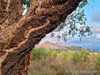 Forever Changing the Treescape of Cities – The 400-Year-Old History of Oaks May Be Coming to an End
