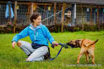 Dierenbescherming organiseert voor het eerst Paasmarkt: “Op rode loper tonen onze honden zich van hun beste kant”