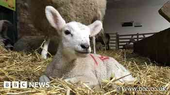 Sheep worrying warning after pregnant ewe attacked