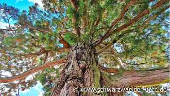 Rekord im Kreis Calw: Steht hier der älteste Mammutbaum von Baden-Württemberg?