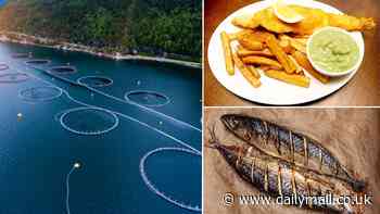 Mackerel en croute? Britons are told to swap out salmon for wild fish in order to get essential nutrients