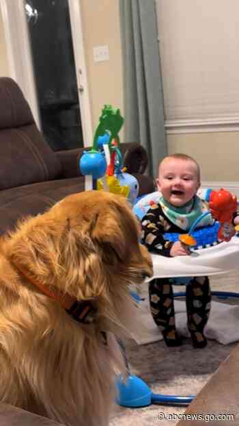 WATCH:  Golden retriever unimpressed by baby's hilarious antics
