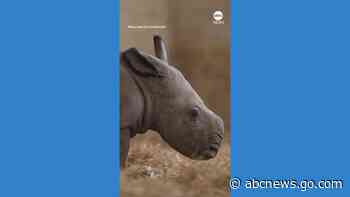 WATCH:  UK zoo welcomes newborn southern white rhinoceros
