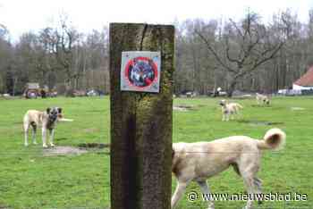 “Parket seponeert alle klachten over Turkse herdershonden”: burgemeester van Ranst staat machteloos