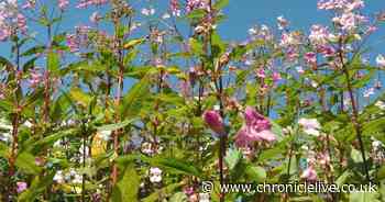 Warning issued over 'exploding' plant spreading quickly across UK