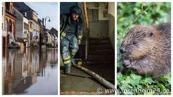 Überschwemmte Straßen und geflutete Keller: Die schlimmsten Biberfälle in der Region Rosenheim