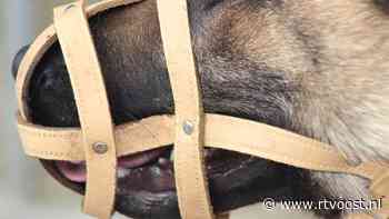 Gemeente Kampen eist muilkorf na bijtincidenten hond, eigenaresse vindt dat te ver gaan