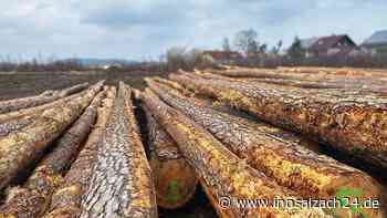 Bäume weg für Wohnungen: Wie geht es mit Waldkraiburg-West weiter?