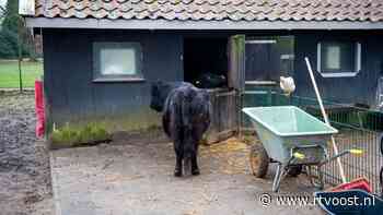 Vermoedelijke koeienverkrachter is land uitgezet