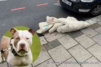 Home Road Battersea ‘XL Bully attack’: Police update issued