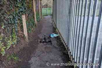 Seven dead rabbits found near Sidcup’s Footscray Meadows