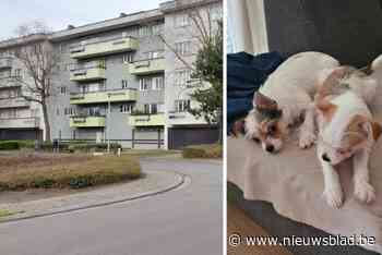 Puppy van zes maanden oud door raam van vierde verdieping gegooid, vorige eigenaar is er het hart van in: “Ik kan er niet van slapen”