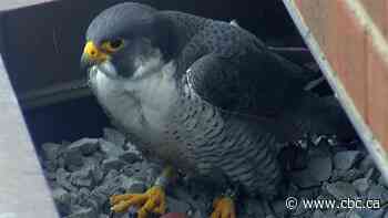 2 falcon eggs spotted atop of Hamilton's Sheraton Hotel with more on the way