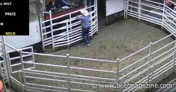 Understanding price slides when buying and selling feeder cattle