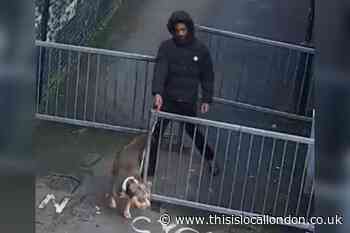Battersea Latchmere Rec Ground: ‘XL Bully’ dog attacks