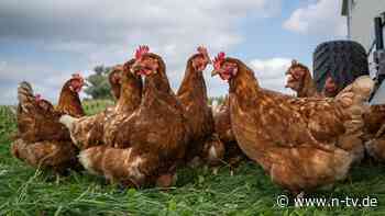 Hektik auf dem Hühnerhof: Geflügelwirtschaft warnt vor Eier-Engpass