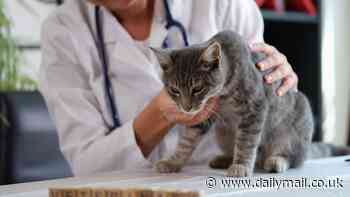 Feline unwell? 60% of owners think their pets should have access to the same healthcare treatment options as humans
