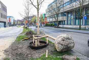 Hasselt vervangt 120 ‘aandachtsbomen’: “Scanwagen heeft ze onderzocht”
