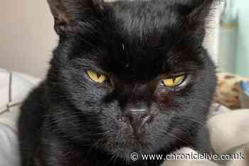 Heaton mum devastated after cat killed by 'aggressive' dog just 20 metres from home