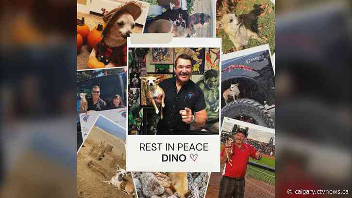 Dino, Chihuahua featured in Pete the Plumber ads, passes away