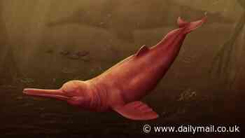 Fossils of world's largest dolphin are discovered in Amazon - ancient creature was more than 11 feet long when it swam the oceans over 16 million years ago