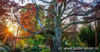 Dit is de mooiste boom in Europa, Nederlandse inzending eindigt als zevende