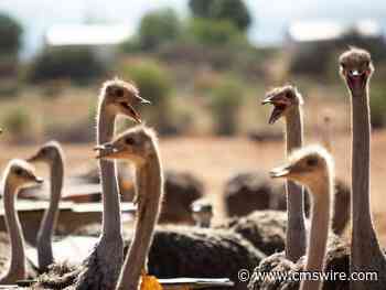 AI and the Importance of Genuine CX Dialogues