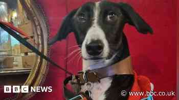 'Walking skeleton' dog gets new lease of life