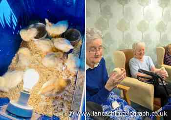 Buckshaw Retirement Village welcome flock of chicks